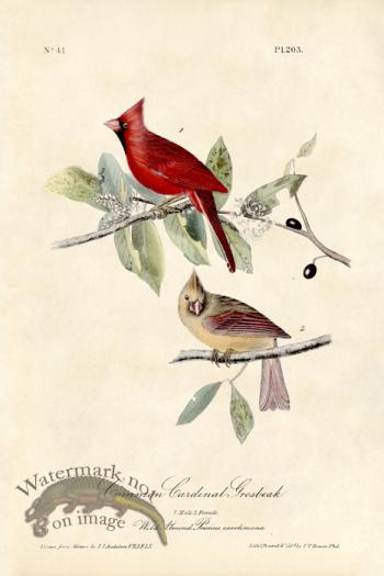 Common Cardinal Grosbeak